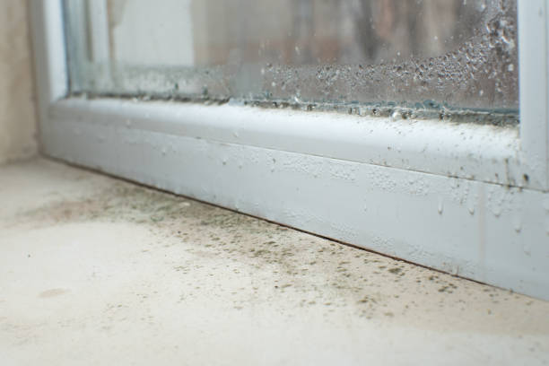 Why You Should Choose Our Mold Remediation Services in Alexander City, AL